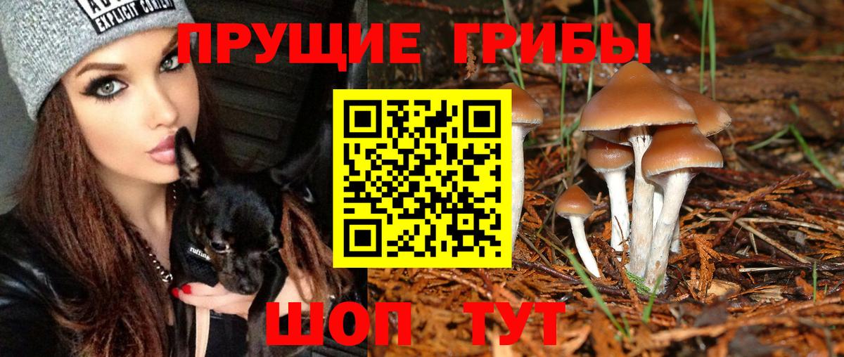 Галлюциногенные грибы Psilocybine cubensis Рубцовск